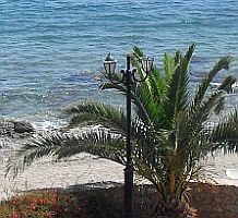 Greek palm tree in Crete, Greece 2013